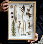 "Nature's Cabinet" Botanical Specimen Shadow Box